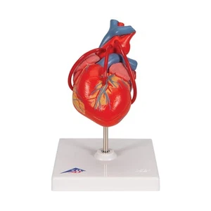 G05 Corazón Clásico con Bypass 2 Piezas - Anatomía Inteligente 3B - Imagen 1 de 9