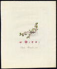 Antique Print Peplis Portula Spatulaleaf Loosestrife Sepp Flora Batava 1800