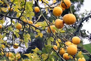 Naranja amarga - Poncirus trifoliata 40+ semillas naranja resistente al invie... - Imagen 1 de 1