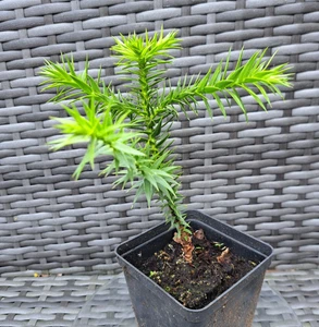 MONKEY PUZZLE TREE ~ ARAUCARIA ARAUCANA ~ VERY HEALTHY! - Picture 1 of 1