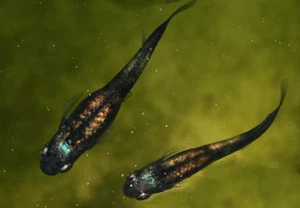 Medaka Eier, Reisfische , Velvet, Oryzias latipes - Bild 1 von 7