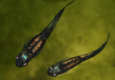 Medaka Eier, Reisfische , Velvet, Oryzias latipes - Bild 1 von 4