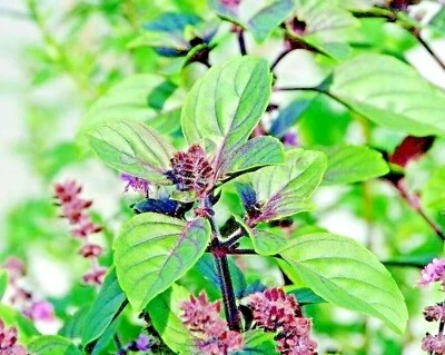 600+ CINNAMON BASIL SEEDS SPRING HERB PERENNIAL HEIRLOOM INSECT BUG REPELLENT US - Image 1 of 4