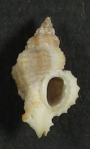 MUREX INERMICOSTA 19.87mm BEAUTIFUL SPECIMEN Hann, Dakar, Senegal - Picture 1 of 2