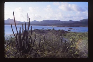 Vintage 35mm Film Photo Slide Caribbean - Picture 1 of 1