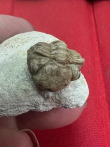 GEOLOGICAL ENTERPRISES Devonian fossil trilobite Paciphacops raymondi Oklahoma - Picture 1 of 4