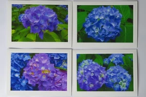 Set of 4 Hydrangea Floral Photo Greeting Cards, Blank Inside, 5X7, Great Gift! - Picture 1 of 4
