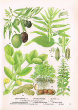 Olive Sesame Groundnut Peanut Plant Print Botanical Vintage 1969 TOBOFO#23