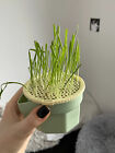 Grass+Cultivation+Cup+Soil-less+Cultivation+Reusable+Catnip+Growing+Container