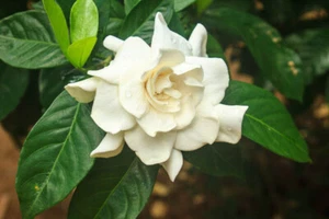 10 SAMEN GARDENIA JASMINOIDES - Bild 1 von 1
