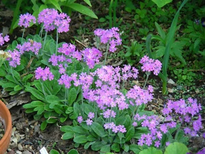 Primula Frondosa : 60 Seeds : Leafy Bird's-Eye Primrose - Picture 1 of 8