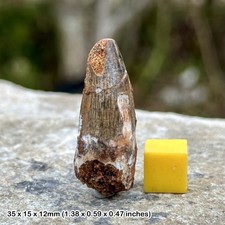 Spinosaurus Dinosaur Fossil Tooth, Cretaceous Period, UK Seller
