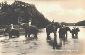 Sri Lanka Ceylon Tame Elephants Bathing RPPC B96 - Picture 1 of 2