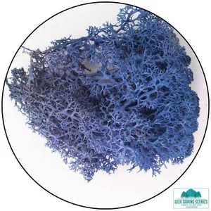 Lichen - Reindeer Moss (Icelandic Moss) Royal Blue - Picture 1 of 1