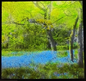 Magic Lantern Slide MIDDLETON WOODS ILKLEY NO3 1948 VINTAGE PHOTO BLUEBELLS - Picture 1 of 2