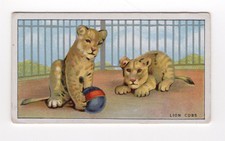 Ardath Animals at the Zoo 1924. #27 Lion CUbs