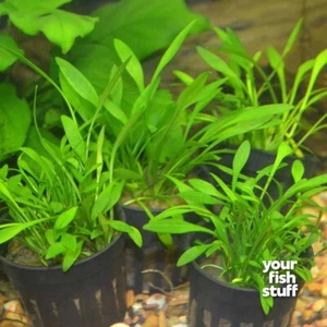 Cryptocoryne parva Live Aquarium Plants **BUY 1 GET 1 at 50% OFF** BARE ROOT - Picture 1 of 2