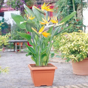 Strelitzia Indoor House Plant - Bird of Paradise Potted Tree In 12cm Pot - Picture 1 of 4