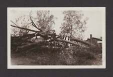 YOUNG LADIES CLIMBING ON FALLEN TREE STORM DAMAGE OLD/VINTAGE PHOTO SNAPSHOT- C