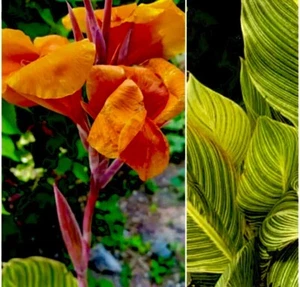 1 Bengal Tiger “Pretoria” Canna Lily Rhizome Bulb Orange Blooms - Picture 1 of 6