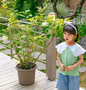 Toddler Kids Children Girls Green Color Ruffle T shirt - Picture 1 of 6
