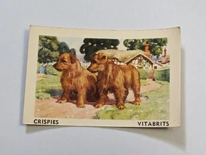 Vintage Crispies Vita-brits  Collectable Card no 41 Norwich terrier Tailwaggers - Bild 1 von 2