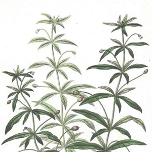 Pombalie - - PL 10 - Plante Flore - Gravure de presse 1872 - Picture 1 of 3