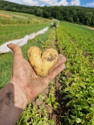 Kartoffeln, Anuschka 12,5Kg festk. *Neue Ernte 2025 * Speisekartoffeln  - Bild 1 von 4