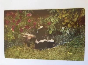 Nehmen Sie an, dass der lustige Geruch die Blumen stinkt? Stinktiere Vintage Postkarte - Bild 1 von 6