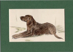 Lucy Dawson ~ Labrador Retriever ~ Hand Coloured Print Genuine Vintage 1939 - Picture 1 of 2