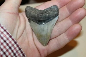 2 3/4" Megalodon Shark Tooth Fossil from N.Carolina K5 High Grade - Picture 1 of 4