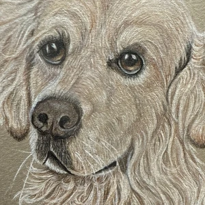 Vintage Original Golden Retriever Skizze - signiert (ungerahmt) - Bild 1 von 7