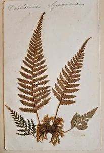 FERNS OF NEW ZEALAND, Pressed Ferns Mounted in Leather Volume, 1880s 1890s - Foto 1 di 22
