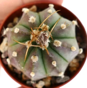 Astrophytum asterias X capricorne HH102 BOTANICAL ARCHIVE - Picture 1 of 3