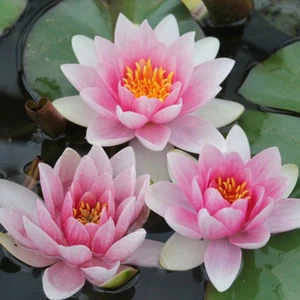 Nymphaea "Mrs Richmond" Water Lily Pond Plant - Picture 1 of 3