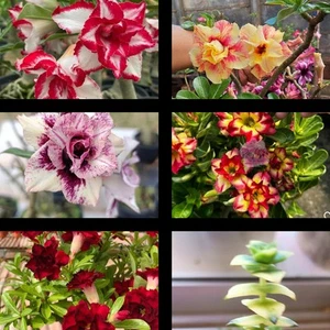 5 Adenium Rosa Del Desierto Y Una crassula De Regalo - Picture 1 of 2