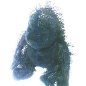 Peluche Gorilla Webkinz Ganz 8" Scimmia Nera Scimmia Carino Peluche Giocattolo Bambini Regalo - Foto 1 di 5