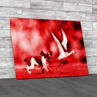English Springer Spaniel Dog Chasing Large Snow Goose Red Canvas Print Large