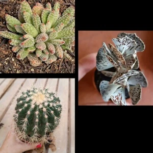 300 Semillas Suculentas, Kalanchoe, Crassula Y Grusonii - Imagen 1 de 1