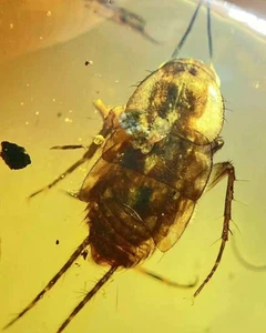 Fósil birmano Burmita Cretácico ámbar cucaracha insecto fósil ámbar Myanmar - Imagen 1 de 5