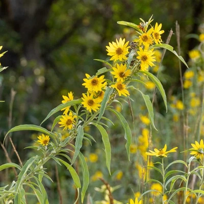 Maximilian Sunflower Seeds, Michaelmas Daisy, Narrow-Leaf Sunflower, FREE SHIP - Image 1 of 2