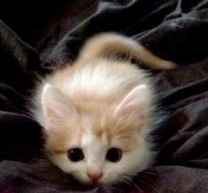  FOR SALE: CAT RESCUE PHOTOGRAPH ;Help Feed Cats &Kittens~Food~Vet~Supplies - Picture 1 of 12