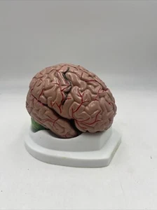 Anatomical Chart Company Budget Brain 8 Part Brain Anatomical Model CH20 - Picture 1 of 13