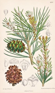 Pinus Bungeana China Blume Botanik flower botany lithograph Curtis 8240 - Bild 1 von 1