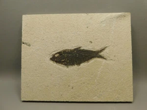 Fossil Fish 8 inch Eocene Period Knightia Eocaena Fossil Lake Green River Wyomin - Picture 1 of 6
