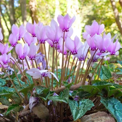 Fácil de cultivar Cyclamen Hederifolium resistente 3 bulbos de plantas, sombra zonas de otoño 5-9 Foto 1 de 4