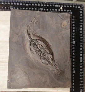 Fósil de esqueleto Keichousaurus triásico reptil dinosaurio huesos China - Imagen 1 de 6