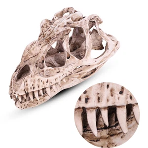 Resin Dinosaur Skull Model Simulated Animal Skeleton Home Office Decor Craf - Picture 1 of 11