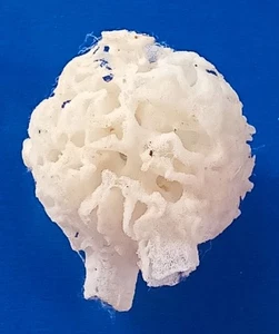 coral marino pequeño 42mm, bonita forma blanca, impresionante - Imagen 1 de 4