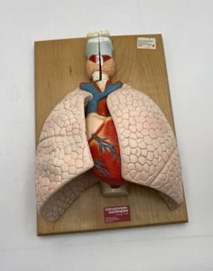 Denoyer Geppert Anatomical Model Anatomy 01792-00  CardioPulmonary Model - Picture 1 of 9